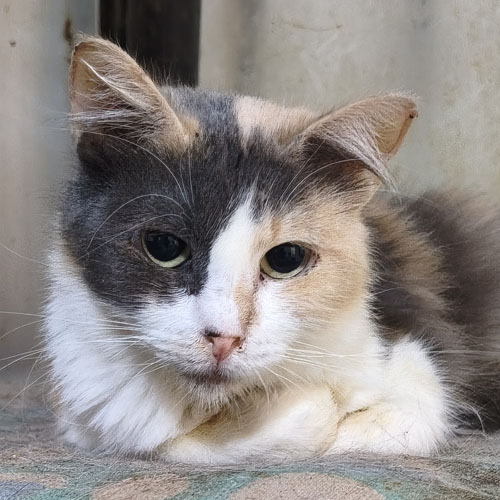 Gatito en adopción